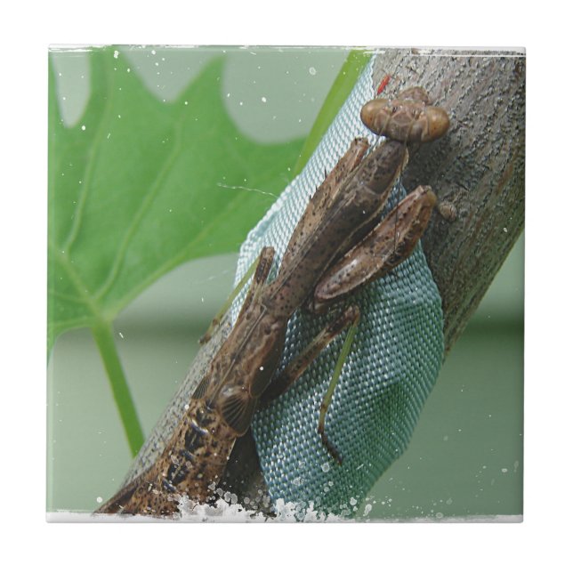 Rezando Inseto Mantis (Frente)