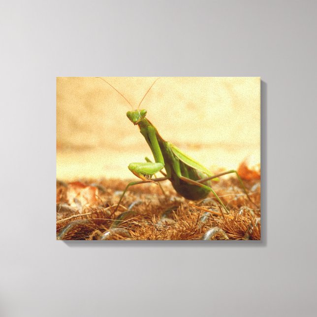 Rezando Mantis Canvas Impressão (Frente)