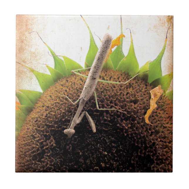 Rezando Por Sol (Frente)