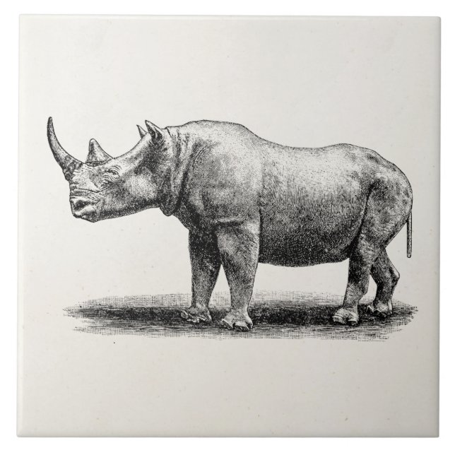 Rhinos do rinoceronte da ilustração do rinoceronte (Frente)