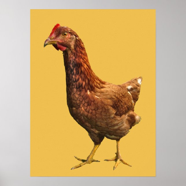 Rhode Island Red Hen Poster (Frente)