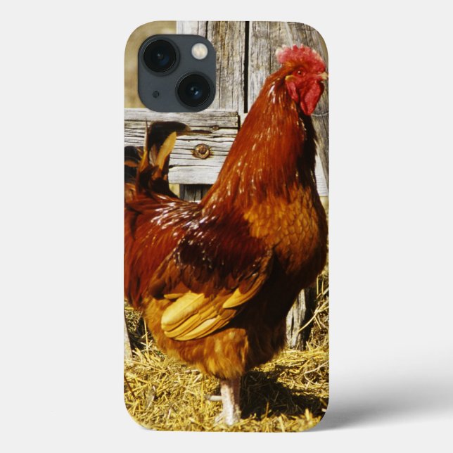 Rhode Island Red Rooster (Verso)