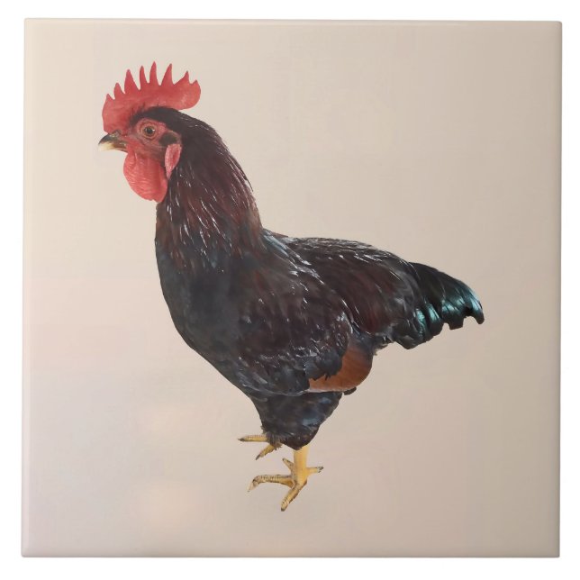 Rhode Island Red Rooster (Frente)