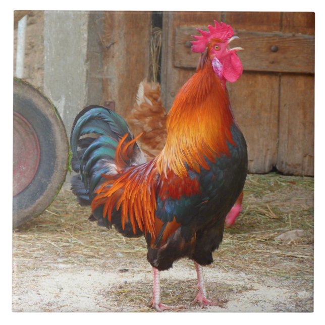 Rhode Island Red Rooster Crowing em Barnyard (Frente)