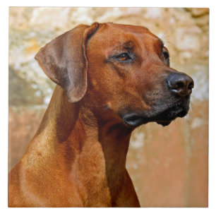 Rhodese