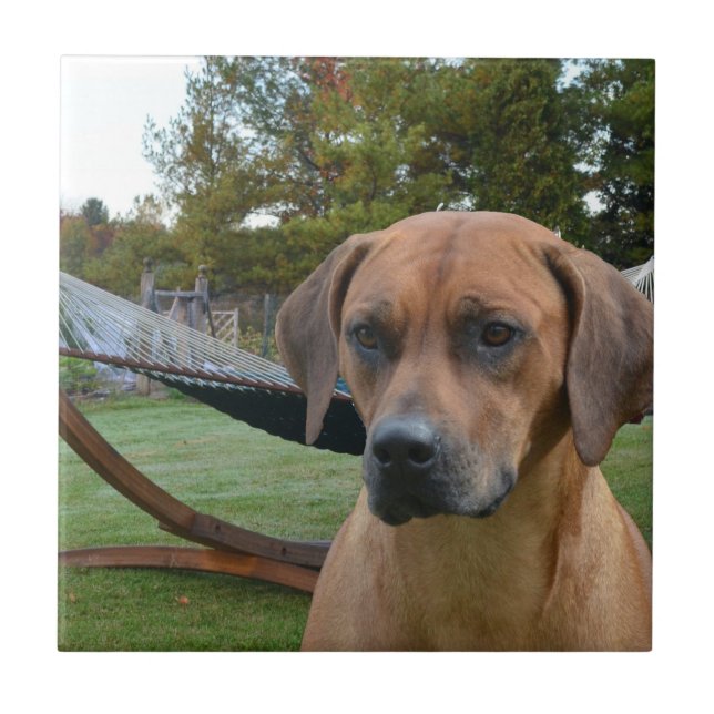 Rhodesian bonito Ridgeback (Frente)