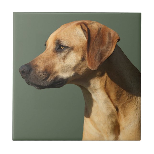Rhodesian Ridgeback (Frente)
