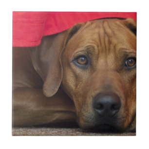 rhodesian-ridgeback