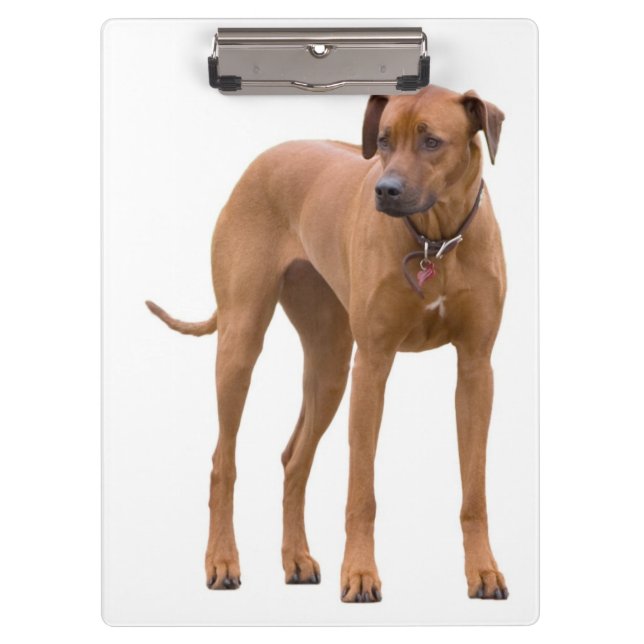 Rhodesian Ridgeback / Prancheta de Foto de Cachorr (Frente)