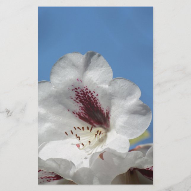 Rhododendron branco com Borgonha (Frente)