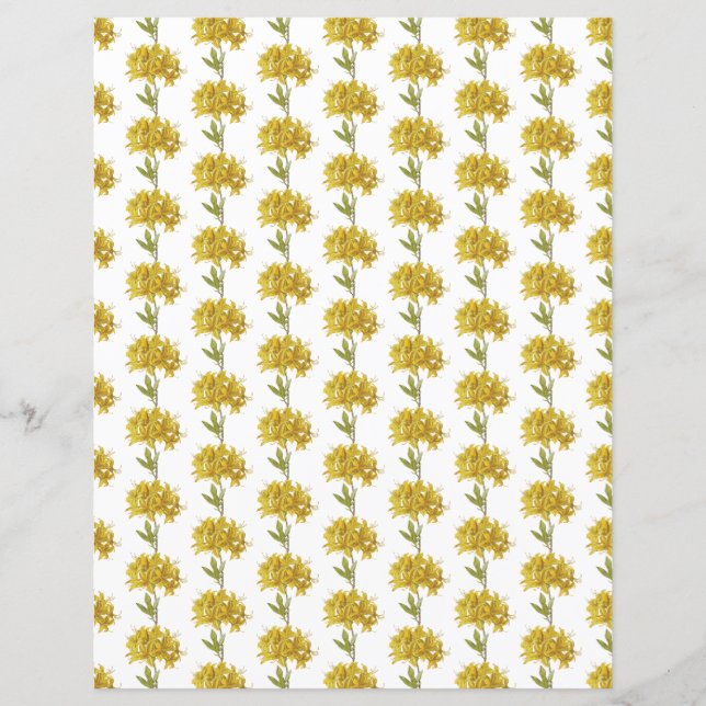 Rhododendron luteum (Azalea Ponta) (Frente)