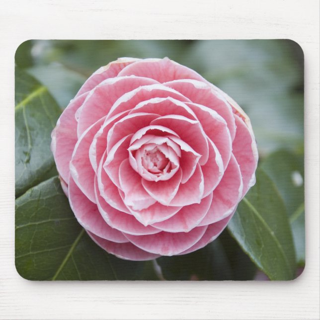 Rhododendron Mousepad Rosa (Frente)