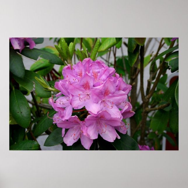 Rhododendron Poster (Frente)