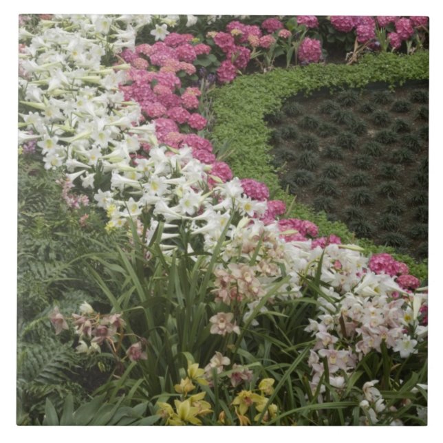 Rhododendron (Rhododendron catawbiense) Charneca (Frente)