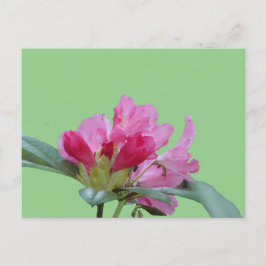 Rhododendron Rosa Feche O Pó. Cartão postal BG DIY
