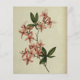 Rhododendron Study Scrapbook Paper