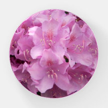 Rhododendrons radiantes