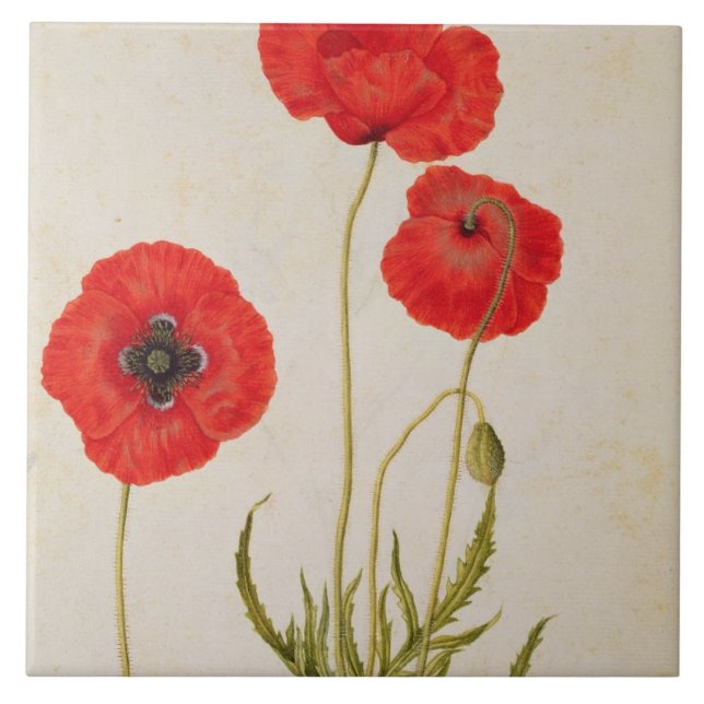 Rhoeas de Papavar, c.1568 (Frente)