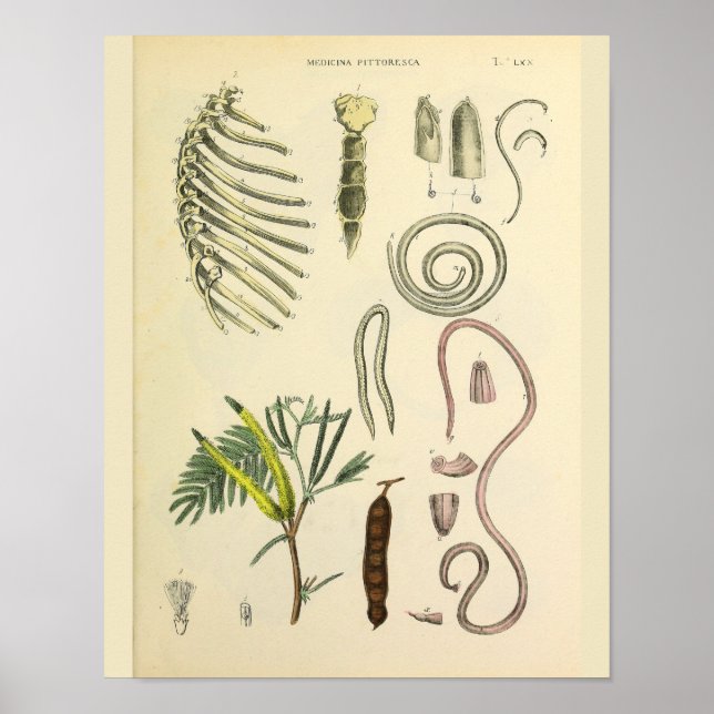 Rib Cage Sterno Anatomy Art Impressão (Frente)