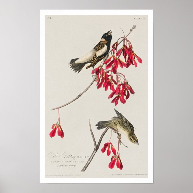 Rice Bird por Poster de Audubon (Frente)