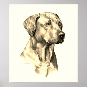 Ridgeback, poster