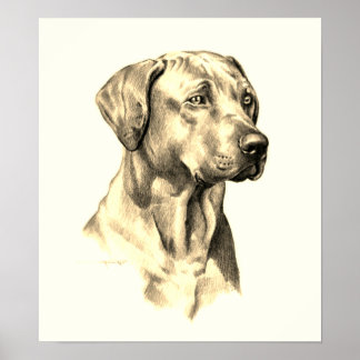 Ridgeback, poster