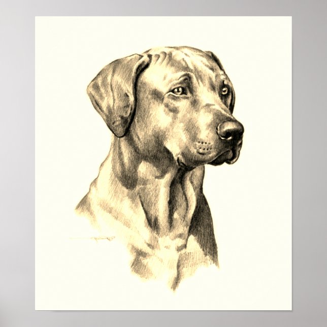 Ridgeback, poster (Frente)