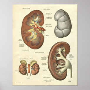 Rim humano do impressão da anatomia do vintage