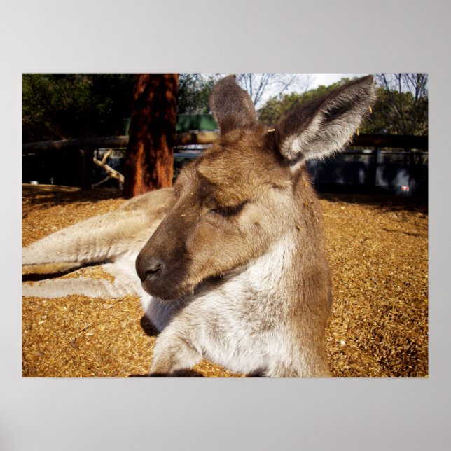 Rindo Kangaroo Fechar, Poster (Frente)