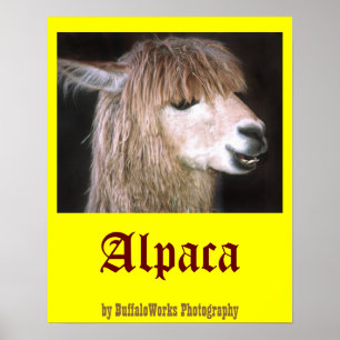 Ringo the Alpaca Poster