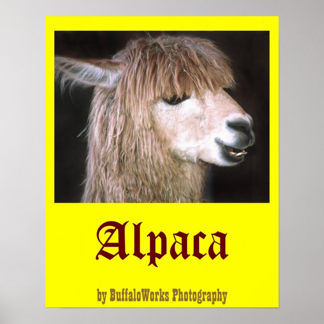 Ringo the Alpaca Poster (Frente)