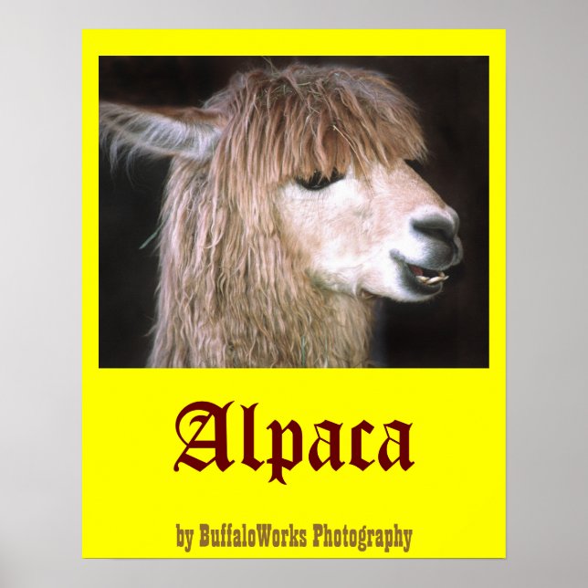 Ringo the Alpaca Poster (Frente)