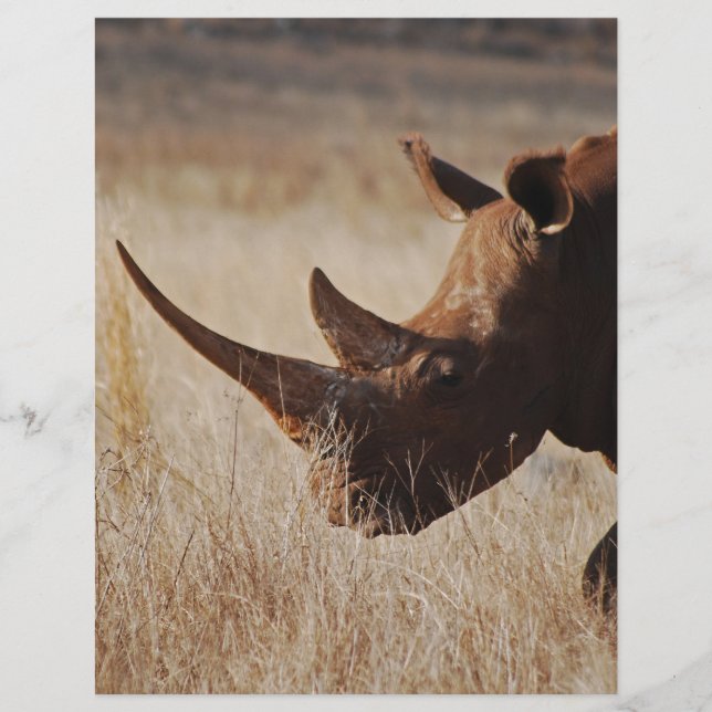 Rinoceronte negro africano com chifres grandes (Frente)