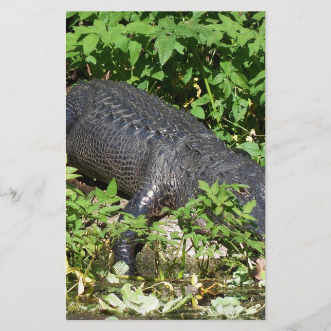 Rio Alligator Silver (Frente)