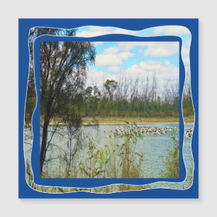 Rio Pelican Flock, Murray, Austrália,