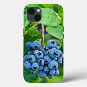 Ripe Blueberry Em Bush