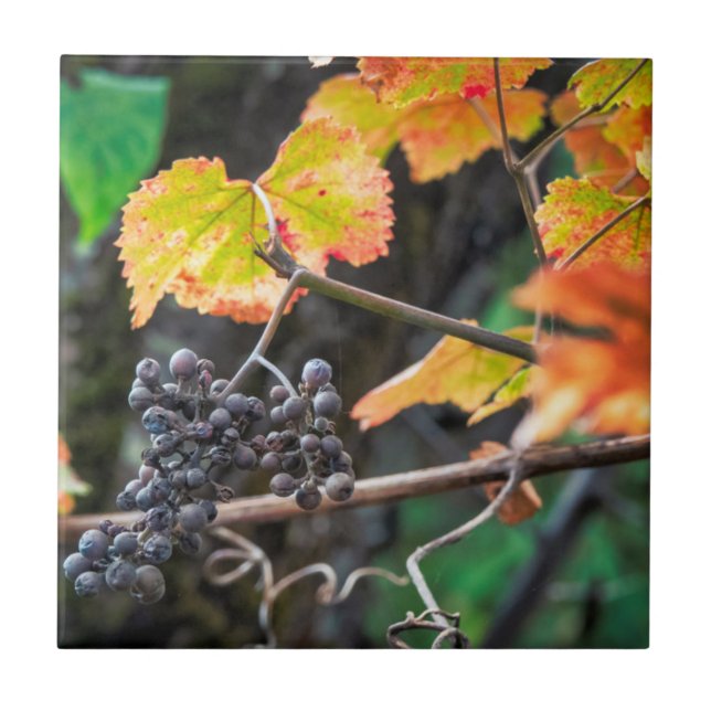 Ripe Isabella uva (Frente)