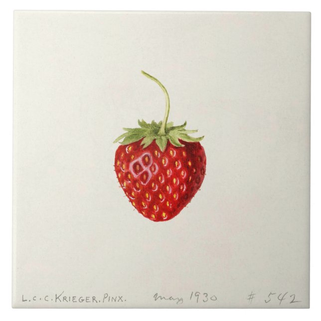 Ripe Red Strawberry (por Louis C. Krieger) (Frente)