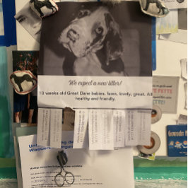 Ripp Off Flyer Puppy vendendo verde vermelho