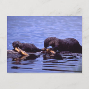 River Otters Wildlife Series nº 15 Cartão postal