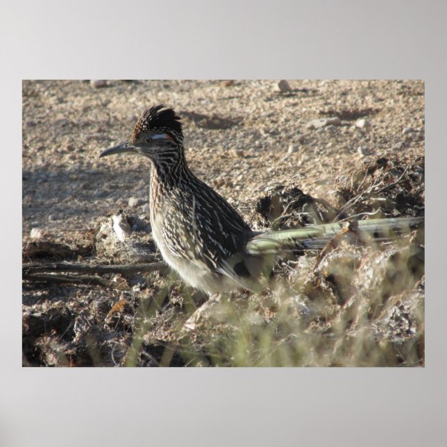 Roadrunner Poster (Frente)