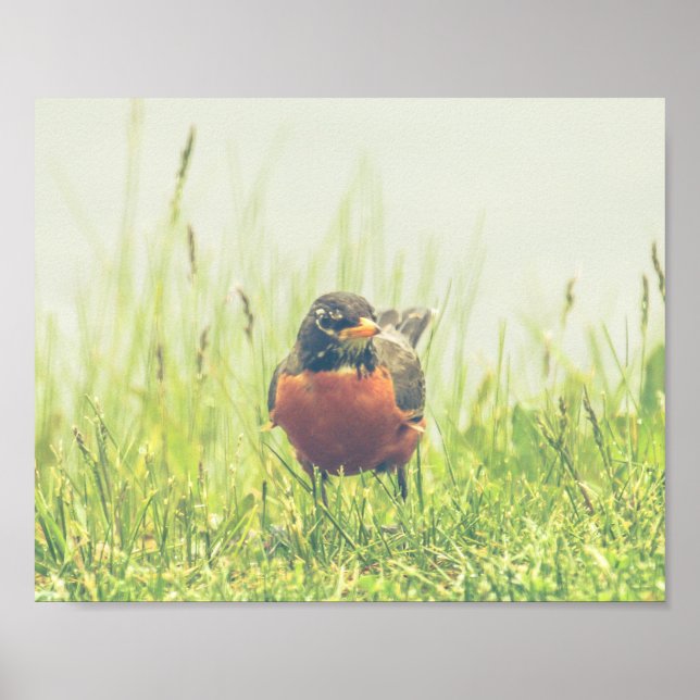 Robin Americano Bird Nature Poster (Frente)