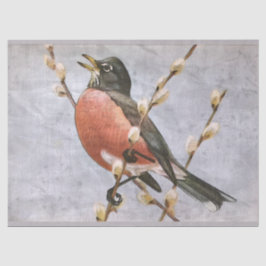 Robin Americano - Papel Tecido de Decoupage do Pás