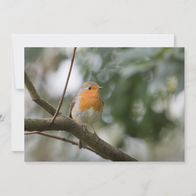 Robin bird Nature cartão com fotos (Frente)