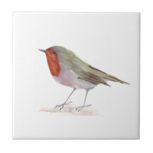 Robin Bird Wildlife Watercolor Colorida