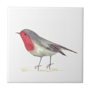 Robin Bird Wildlife Watercolor Colorida