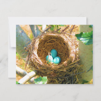 Robin dos Ovos em um Ninho de Árvore do Quintal