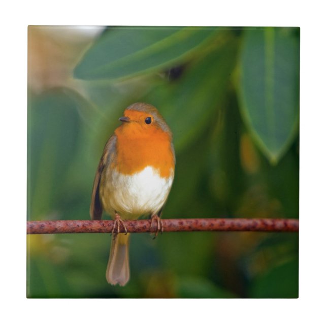 Robin Natal (Frente)