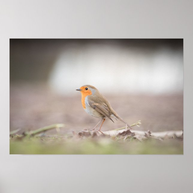 Robin Nature Photo Poster (Frente)