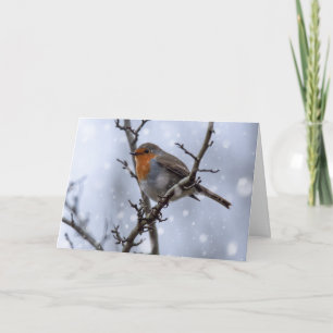 Robin no cartão de Natal da neve
